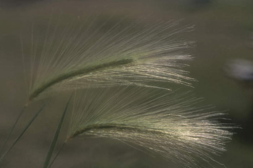 无人,横图,室外,特写,白天,正面,旅游,度假,草地,草坪,美景,植物,加拿大,朦胧,模糊,景观,娱乐,狗尾巴草,草,绿色,自然,享受,休闲,狗尾草,景色,放松,北美,北美洲,自然风光,美洲,北亚美利加洲,亚美利加洲,绿狗尾草,谷莠子,彩图