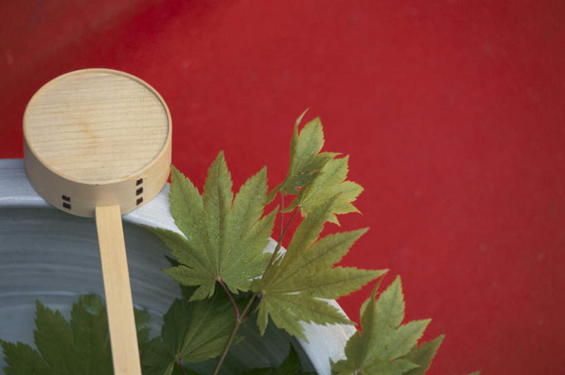 无人,横图,俯视,室内,特写,白天,叶子,红色背景,木制,绿叶,一个,嫩叶,摄影,影棚,长柄勺,单个,叶,叶片,彩图,高角度拍摄,影棚拍摄,拍摄