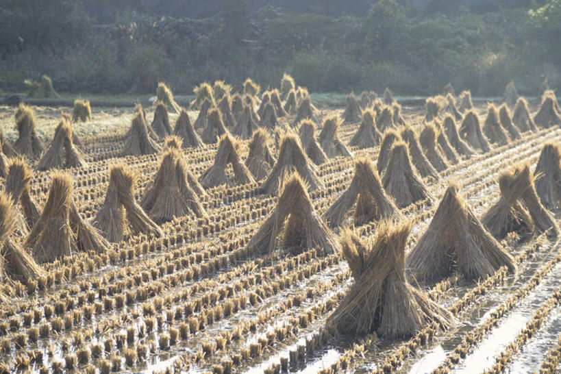 无人,农田,横图,室外,白天,正面,旅游,度假,农业,庄稼,美景,水,植物,叶子,一排,许多,阴影,整齐,光线,液体,影子,稻田,景观,谷物,稻草,水稻,绿叶,娱乐,稻,捆,树,树木,排列,绿色,阳光,自然,享受,休闲,嫩叶,景色,放松,生长,成长,队列,自然风光,叶,叶片,彩图,耕地,庄稼田