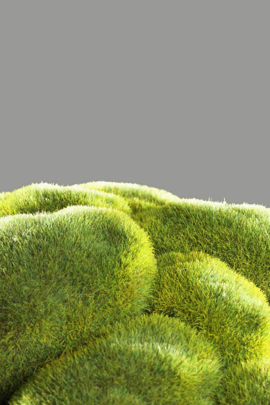 无人,竖图,室内,特写,白天,正面,植物,蔬菜,一棵,灰色背景,新鲜,光线,花菜,花椰菜,西兰花,食品,球状,球,食物,一个,绿色,阳光,球体,摄影,有机食品,绿色食品,影棚,单个,彩图,影棚拍摄,拍摄