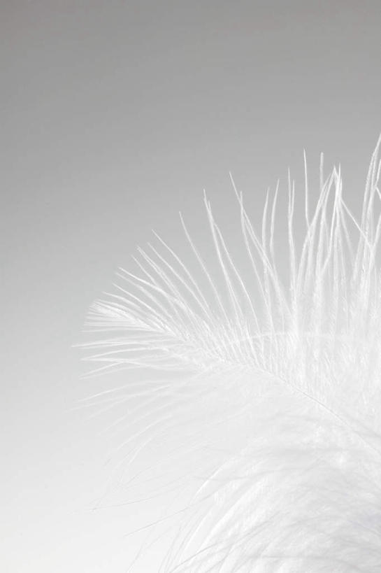 无人,竖图,室内,特写,白天,正面,静物,羽毛,一根,灰色背景,柔软,毛,白色,摄影,影棚,轻柔,轻巧,彩图,影棚拍摄,拍摄