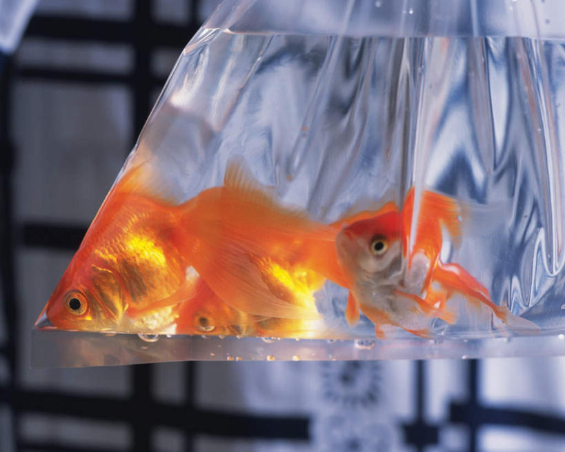 无人,横图,俯视,室内,特写,白天,静物,袋子,许多,金鱼,鱼,液体,塑料袋,鱼类,动物,金色,彩图,高角度拍摄