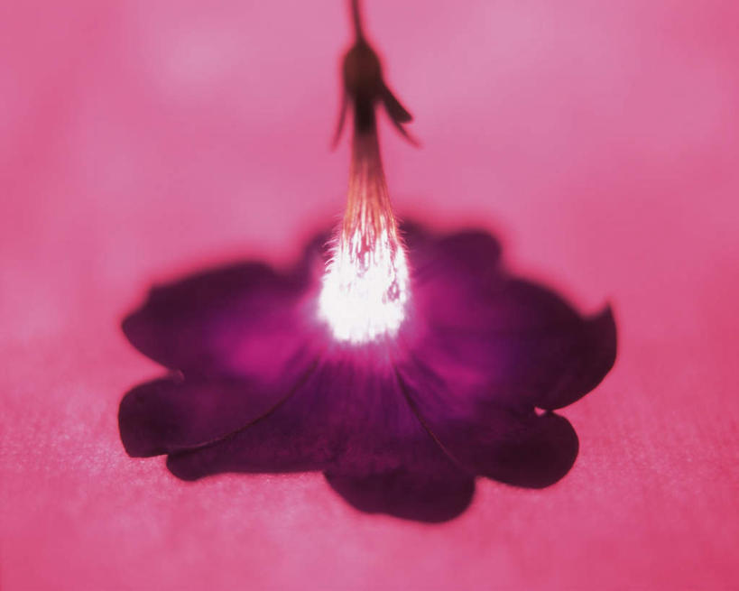 无人,横图,俯视,室内,特写,白天,植物,喇叭花,静物,红色背景,盛开,花,花瓣,花朵,花卉,鲜花,一朵,紫色,花蕊,摄影,影棚,特效,牵牛,牵牛子,勤娘子,碧冬茄,朝颜花,灵芝牡丹,牵牛花,彩图,高角度拍摄,影棚拍摄,拍摄