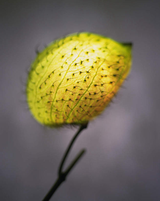 无人,竖图,室内,特写,白天,正面,植物,静物,灰色背景,盛开,草药,药草,中药,花,花瓣,花朵,花卉,鲜花,一朵,黄色,花蕊,摄影,影棚,药材,中草药,中药材,本草,马利筋,彩图,影棚拍摄,拍摄