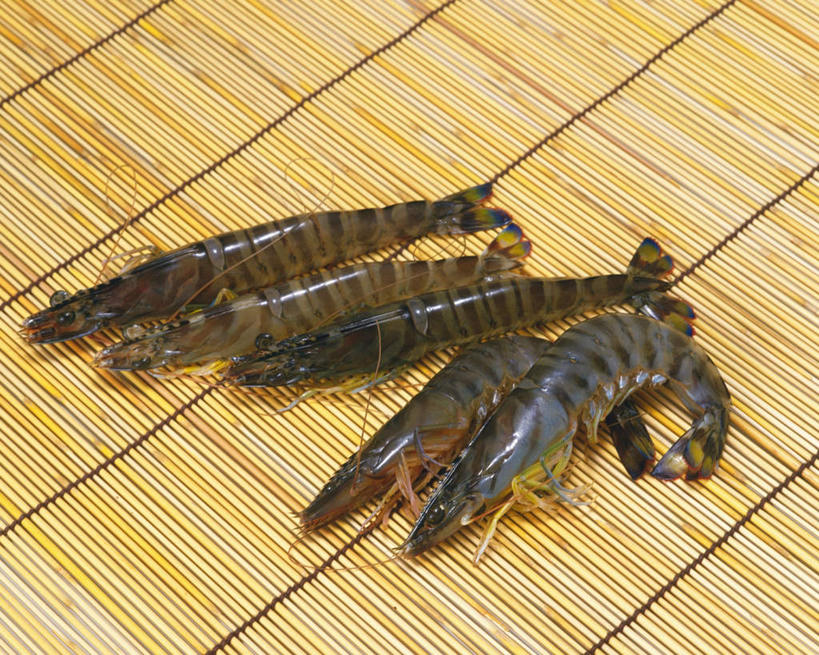 无人,横图,俯视,室内,特写,白天,桌面,一排,许多,阴影,黄色背景,整齐,光线,影子,基围虾,海洋生物,排列,黄色,阳光,摄影,影棚,队列,水生动物,水生物,海底动物,刀额新对虾,麻虾,新对虾,彩图,高角度拍摄,影棚拍摄,拍摄