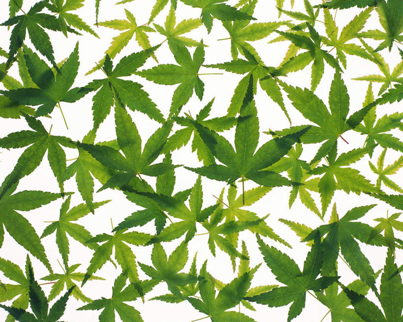 无人,横图,俯视,室内,特写,白天,白色背景,叶子,一堆,许多,堆叠,堆积,平铺,纹路,茎,枫叶,绿叶,枝条,绿色,嫩叶,摄影,影棚,堆,叶,叶片,叶脉,彩图,高角度拍摄,影棚拍摄,拍摄