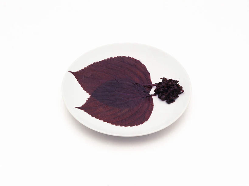 无人,横图,俯视,室内,特写,白天,白色背景,桌面,餐具,叶子,两片,碟子,盘,一个,紫色,盘子,碟,摄影,影棚,单个,紫苏,赤苏,红苏,黑苏,叶,叶片,彩图,高角度拍摄,影棚拍摄,拍摄