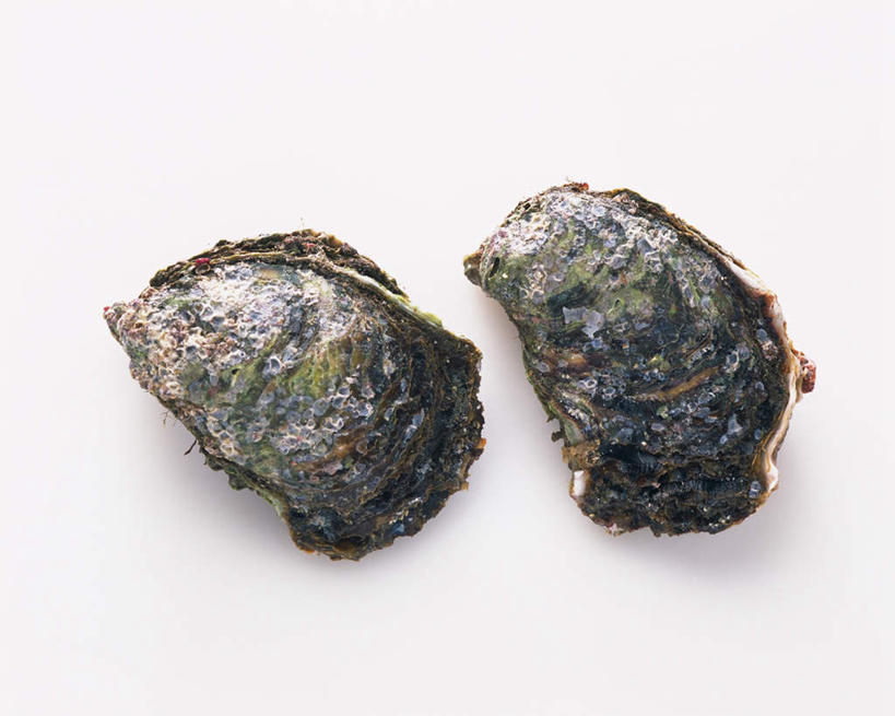 海鲜,无人,横图,俯视,室内,特写,白天,白色背景,牡蛎,水产,海洋生物,两个,摄影,影棚,生蚝,水生动物,海产品,水生物,海底动物,彩图,高角度拍摄,全身,影棚拍摄,拍摄