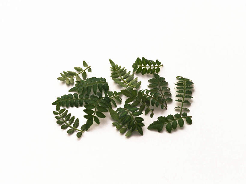 无人,横图,俯视,室内,特写,白天,白色背景,叶子,一堆,许多,堆叠,堆积,茎,绿叶,纸条,嫩叶,摄影,影棚,堆,叶,叶片,彩图,高角度拍摄,影棚拍摄,拍摄