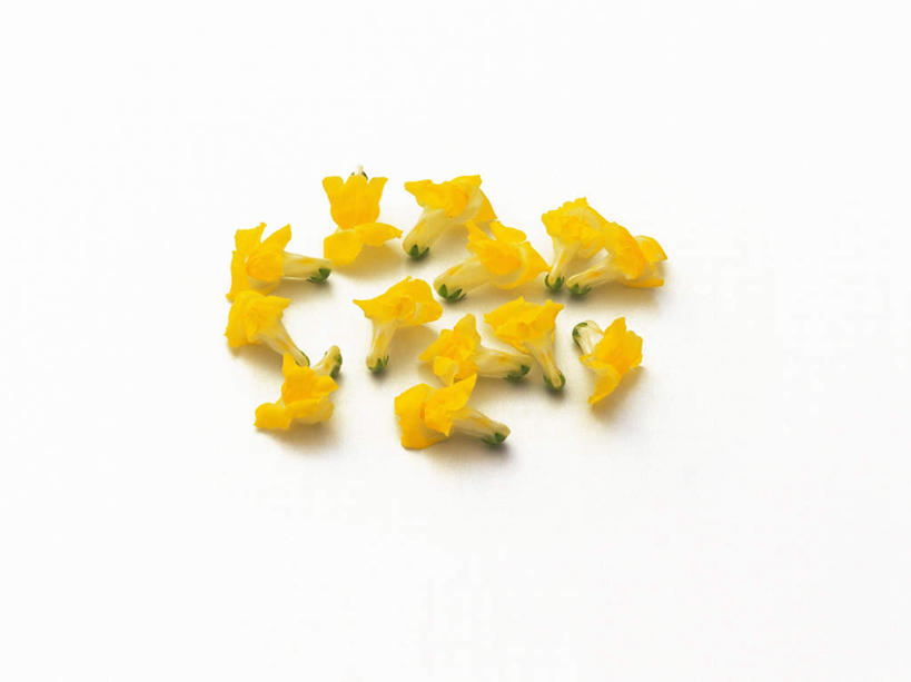 无人,横图,俯视,室内,特写,白天,白色背景,植物,许多,阴影,盛开,反射,影子,草药,药草,花蕾,中药,花,花瓣,花朵,鲜花,黄色,花苞,花蕊,摄影,影棚,金鱼草,药材,中草药,中药材,本草,彩图,高角度拍摄,影棚拍摄,拍摄