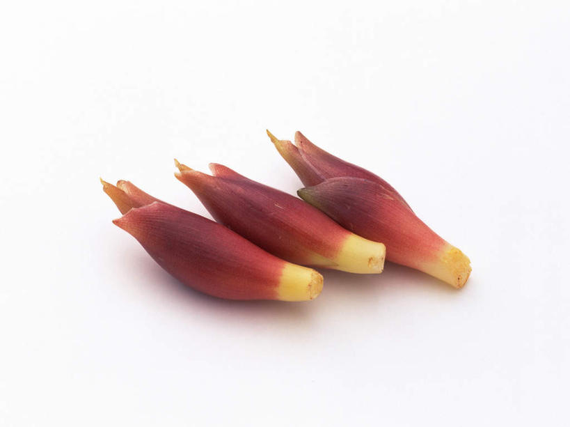 无人,横图,俯视,室内,特写,白天,白色背景,姜,蔬菜,一排,新鲜,整齐,食品,食物,排列,三个,红色,紫姜,摄影,有机食品,绿色食品,影棚,队列,止咳,止痛,解毒,发汗,温肺,温胃,行气,止呕,百辣云,子姜,生姜,老姜,彩图,高角度拍摄,影棚拍摄,拍摄,散寒