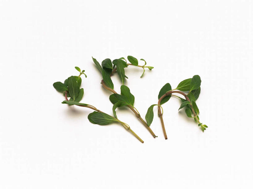 无人,横图,俯视,室内,特写,白天,白色背景,植物,叶子,一堆,许多,堆叠,堆积,绿叶,草药,药草,中药,嫩叶,摄影,影棚,堆,药材,中草药,墨角兰,中药材,本草,叶,叶片,彩图,高角度拍摄,影棚拍摄,拍摄