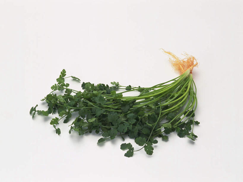 无人,横图,俯视,室内,特写,白天,白色背景,植物,蔬菜,叶子,一堆,许多,堆叠,堆积,新鲜,香菜,食品,绿叶,食物,绿色,嫩叶,摄影,有机食品,绿色食品,影棚,生长,成长,堆,胡菜,香荽,原荽,园荽,芫荽,叶,叶片,彩图,高角度拍摄,影棚拍摄,拍摄