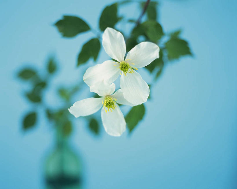 无人,横图,俯视,室内,特写,白天,白色背景,植物,静物,叶子,朦胧,模糊,盛开,铁线莲,绿叶,花蕾,花,花瓣,花朵,鲜花,两朵,白色,花苞,花蕊,嫩叶,摄影,影棚,生长,成长,番莲,威灵仙,山木通,叶,叶片,彩图,高角度拍摄,影棚拍摄,拍摄