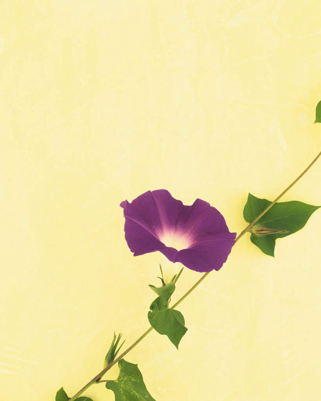 无人,竖图,室内,特写,白天,正面,植物,喇叭花,静物,叶子,黄色背景,盛开,绿叶,花蕾,花,花瓣,花朵,鲜花,一朵,紫色,花苞,花蕊,嫩叶,摄影,影棚,生长,成长,牵牛,牵牛子,勤娘子,碧冬茄,朝颜花,灵芝牡丹,牵牛花,叶,叶片,彩图,影棚拍摄,拍摄