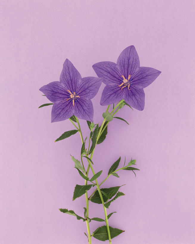 无人,竖图,俯视,室内,特写,白天,植物,静物,叶子,紫色背景,盛开,绿叶,枝条,花蕾,花,花瓣,花朵,鲜花,两朵,紫色,花苞,花蕊,嫩叶,摄影,影棚,生长,成长,桔梗花,僧冠帽,六角荷,梗草,叶,叶片,彩图,高角度拍摄,影棚拍摄,拍摄