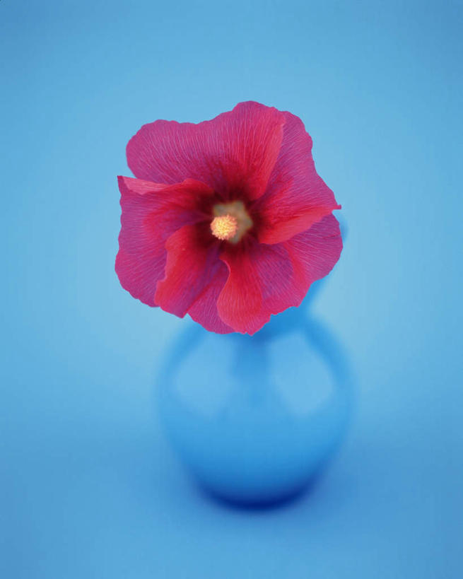 无人,竖图,俯视,室内,特写,白天,智慧,静物,花瓶,蓝色背景,艺术,盛开,花蕾,文化,花,花瓣,花朵,鲜花,一朵,一个,粉色,蓝色,插花,花苞,花蕊,摄影,影棚,单个,插花艺术,创造,创作,想象,胡葵,戎葵,蜀葵,卫足葵,一丈红,彩图,高角度拍摄,影棚拍摄,拍摄