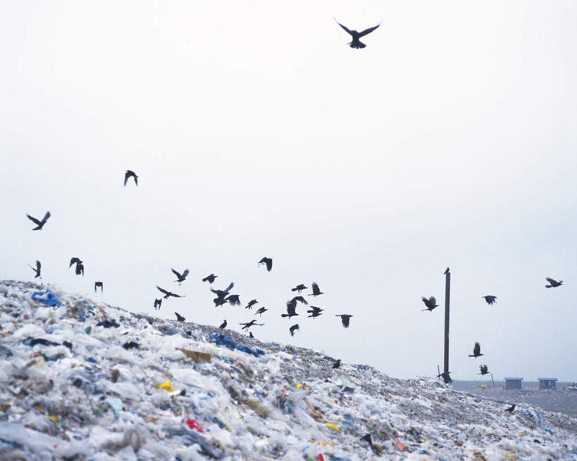 无人,横图,室外,白天,仰视,鸟,野生动物,一堆,许多,飞翔,废弃,阴影,堆叠,堆积,环保,光线,飞禽,影子,云,云朵,垃圾,云彩,白云,天空,阳光,动物,天,可爱,肮脏,活泼,堆,垃圾场,污染,回收,资源,丢弃,利用,低碳,循环,邋遢,污渍,龌龊,污秽,彩图,低角度拍摄