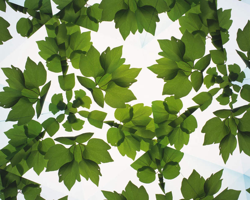 无人,横图,室内,特写,白天,白色背景,正面,植物,万花筒,叶子,许多,花纹,条纹,整齐,结构,图案,绿叶,枝条,排列,绿色,白色,框架,嫩叶,摄影,影棚,生长,成长,轮廓,耀眼,明亮,队列,叶,叶片,彩图,影棚拍摄,拍摄