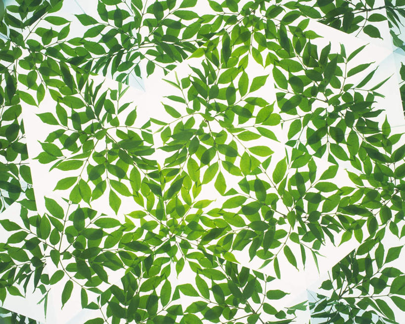 无人,横图,室内,特写,白天,白色背景,正面,植物,万花筒,叶子,一堆,堆叠,堆积,花纹,条纹,整齐,结构,图案,绿叶,排列,绿色,框架,嫩叶,摄影,影棚,生长,成长,轮廓,耀眼,堆,明亮,队列,叶,叶片,彩图,影棚拍摄,拍摄