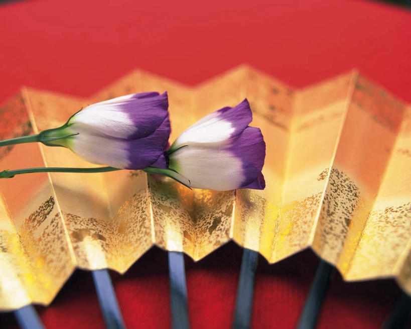 无人,横图,俯视,室内,特写,白天,一把,阴影,红色背景,朦胧,模糊,装饰,光线,扇子,影子,折扇,纸扇,清凉,凉爽,文化,两朵,黄色,紫色,白色,阳光,摄影,影棚,华丽,修饰,桔梗花,僧冠帽,草原龙胆,点缀,感动,六角荷,永恒,梗草,衬托,美观,雅致,雅观,撒扇,洋桔梗,彩图,高角度拍摄,影棚拍摄,拍摄,传统文化