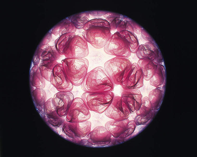 无人,横图,室内,特写,白天,正面,游戏,静物,玩具,万花筒,黑色背景,花纹,艺术,盛开,反射,图案,光,玩,花蕾,娱乐,花,花瓣,花朵,鲜花,一个,红色,花苞,花蕊,休闲,益智,摄影,影棚,单个,活动,三棱镜,发泄,消遣,智力,光学,宣泄,玩耍,嬉戏,彩图,影棚拍摄,拍摄