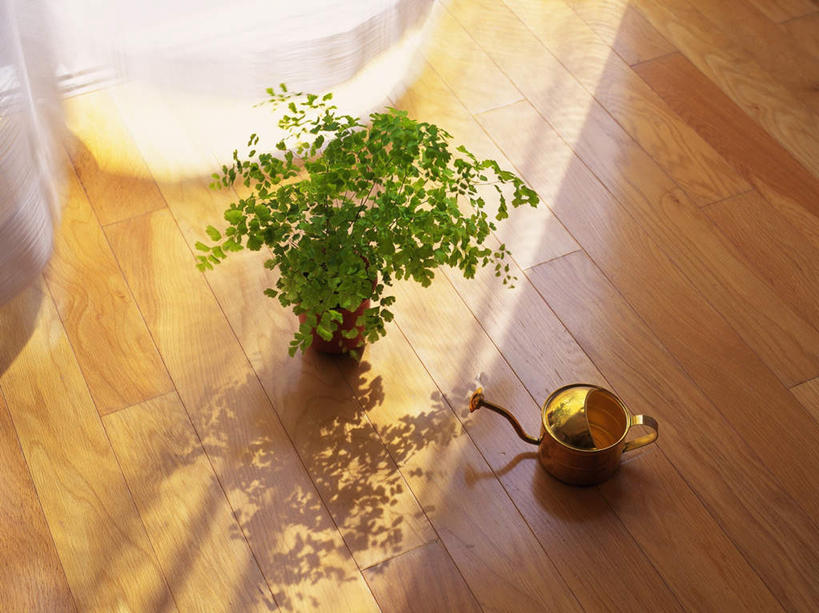 无人,横图,俯视,室内,白天,植物,窗帘,地板,桌面,桌子,阴影,朦胧,模糊,光线,盆栽,影子,盆景,地面,洒水壶,木地板,水壶,绿色,阳光,自然,生长,成长,彩图,高角度拍摄