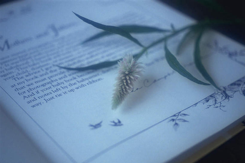 无人,横图,俯视,室内,特写,白天,桌面,桌子,书籍,叶子,一棵,英文,标志,文字,字符,字母,绿叶,标识,书桌,草,课桌,打开,翻开,嫩叶,英文字母,青葙,鸡冠苋,昆仑草,萋蒿,野鸡冠,叶,叶片,书,图书,彩图,高角度拍摄