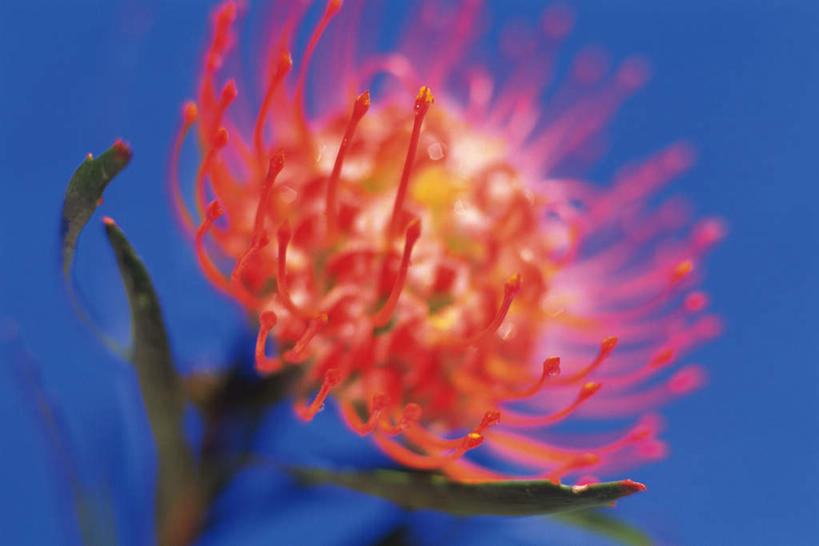 无人,横图,俯视,室内,特写,白天,阴影,蓝色背景,朦胧,模糊,盛开,光线,影子,花蕾,花,花瓣,花朵,鲜花,一朵,红色,阳光,花苞,花蕊,摄影,影棚,轮峰菊,山萝卜,松虫草,紫盆花,彩图,高角度拍摄,影棚拍摄,拍摄