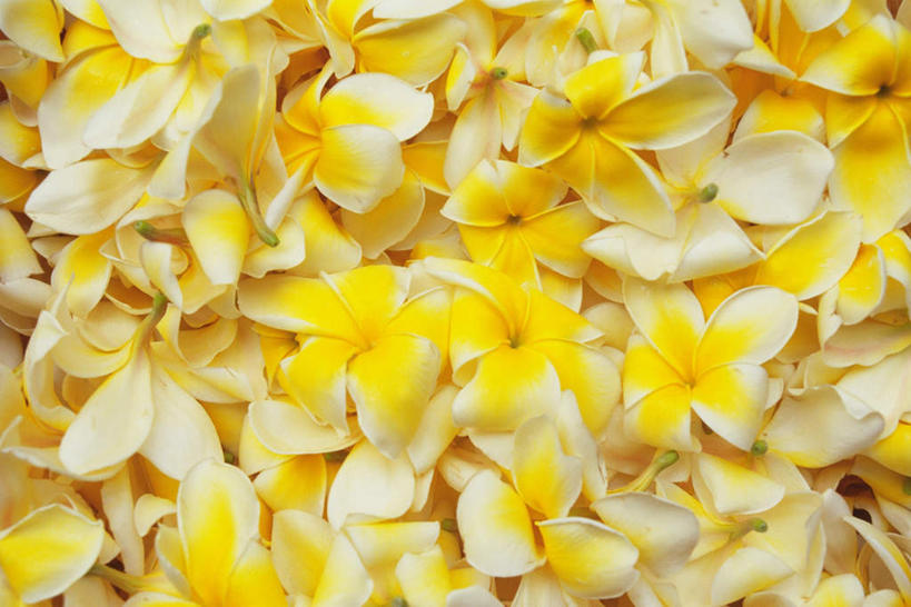 无人,横图,俯视,室内,特写,白天,桌子,一堆,许多,堆叠,堆积,盛开,花蕾,赤素馨花,花,花瓣,花朵,鲜花,黄色,花苞,花蕊,摄影,影棚,堆,蛋黄花,鸡蛋花,缅栀花,彩图,高角度拍摄,影棚拍摄,拍摄