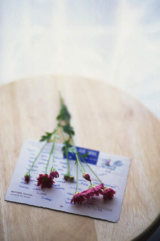 无人,竖图,俯视,室内,特写,白天,白色背景,桌子,许多,朦胧,模糊,盛开,信封,玛格丽特,花蕾,雏菊,花,花瓣,花朵,鲜花,紫色,花苞,花蕊,菊花,摄影,影棚,延命菊,幸福花,春菊,马兰头花,彩图,高角度拍摄,影棚拍摄,拍摄