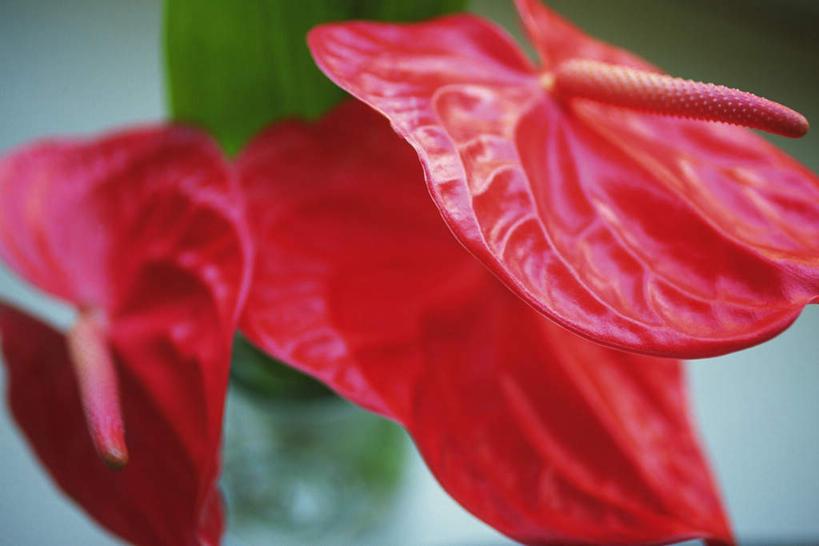 无人,横图,俯视,室内,特写,白天,白色背景,朦胧,模糊,盛开,火鹤花,安祖花,花蕾,花,花瓣,花朵,鲜花,一朵,红色,花苞,花蕊,摄影,影棚,红掌,花烛,红鹤芋,猪尾花,烛台花,蜡烛花,彩图,高角度拍摄,影棚拍摄,拍摄