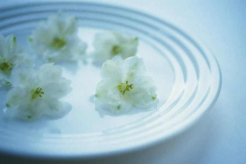 无人,横图,俯视,室内,特写,白天,白色背景,桌子,餐具,五朵,朦胧,模糊,盛开,碟子,盘,花蕾,花,花瓣,花朵,鲜花,白色,盘子,碟,花苞,花蕊,摄影,影棚,彩图,高角度拍摄,影棚拍摄,拍摄