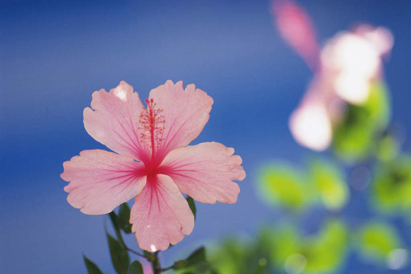 无人,横图,俯视,室内,特写,白天,叶子,阴影,蓝色背景,朦胧,模糊,盛开,光线,影子,绿叶,花蕾,花,花瓣,花朵,鲜花,一朵,粉色,阳光,花苞,花蕊,嫩叶,摄影,影棚,芙蓉花,木芙蓉,拒霜花,木莲,地芙蓉,四面花,转观花,叶,叶片,彩图,高角度拍摄,影棚拍摄,拍摄