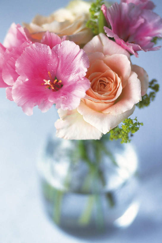 无人,竖图,俯视,室内,特写,白天,白色背景,爱情,幸福,纯洁,热情,玫瑰,花瓶,许多,朦胧,模糊,盛开,玫瑰花,浪漫,花蕾,花,花瓣,花朵,鲜花,花苞,花蕊,温暖,温馨,恩爱,摄影,影棚,和睦,芙蓉花,感动,木芙蓉,拒霜花,木莲,尊敬,地芙蓉,四面花,转观花,天真,刺玫花,徘徊花,彩图,高角度拍摄,影棚拍摄,拍摄,融洽