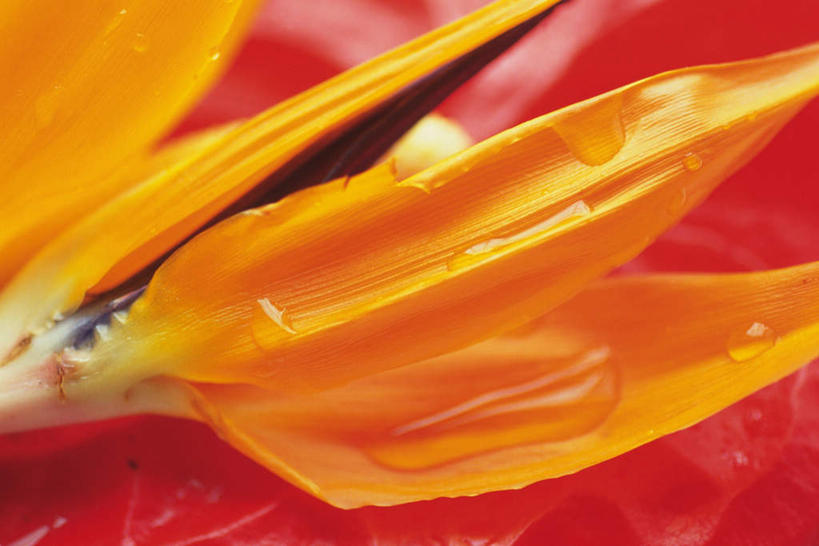 无人,横图,俯视,室内,特写,白天,水,鹤望兰,红色背景,朦胧,模糊,盛开,液体,水滴,花蕾,花,花瓣,花朵,鲜花,一朵,黄色,花苞,花蕊,摄影,影棚,高雅,清新,极乐鸟花,天堂鸟,彩图,高角度拍摄,影棚拍摄,拍摄