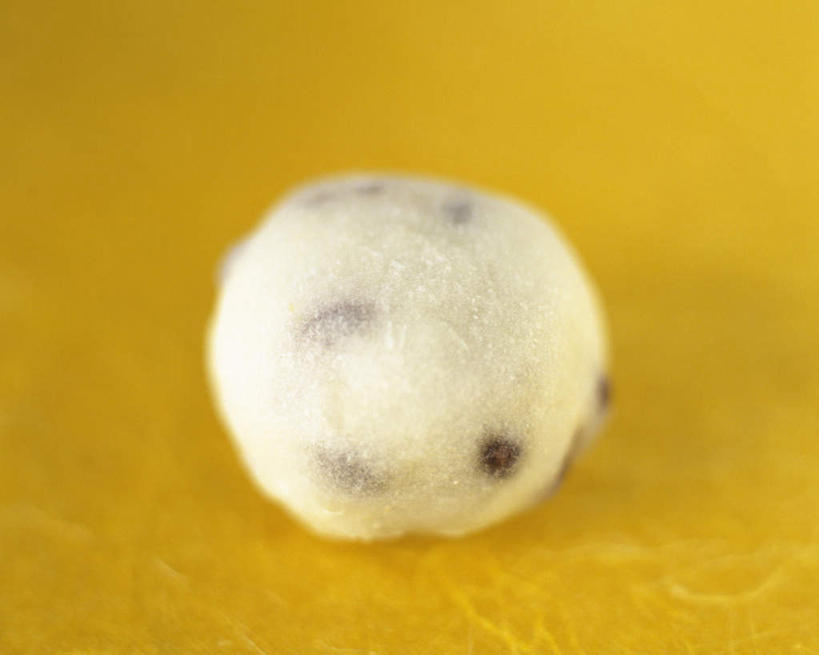 点心,无人,横图,俯视,室内,特写,白天,黄色背景,朦胧,模糊,和果子,日本料理,料理,食品,甜点,甜品,美食,食物,糕点,一个,白色,日式料理,甜食,日式,摄影,影棚,单个,彩图,高角度拍摄,影棚拍摄,拍摄