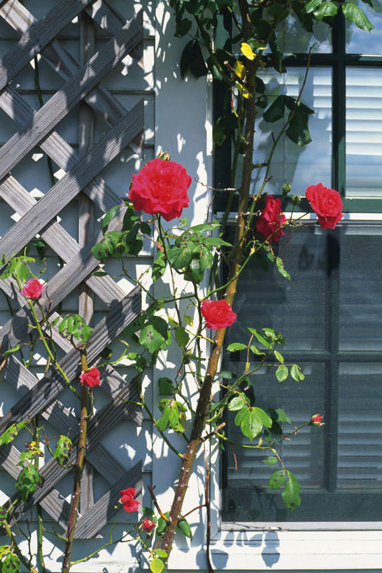 无人,家,竖图,室外,白天,正面,爱情,度假,幸福,纯洁,热情,美景,窗户,城市风光,城市,玫瑰,美国,许多,房屋,屋子,景观,玫瑰花,浪漫,娱乐,楼房,玻璃窗,住宅,享受,休闲,温暖,温馨,景色,恩爱,放松,和睦,北美,北美洲,美洲,感动,马萨诸塞州,麻州,麻省,马萨诸塞,麻塞诸塞,老殖民地,海湾之州,北亚美利加洲,亚美利加洲,尊敬,楠塔基特,天真,刺玫花,徘徊花,彩图,房子,融洽