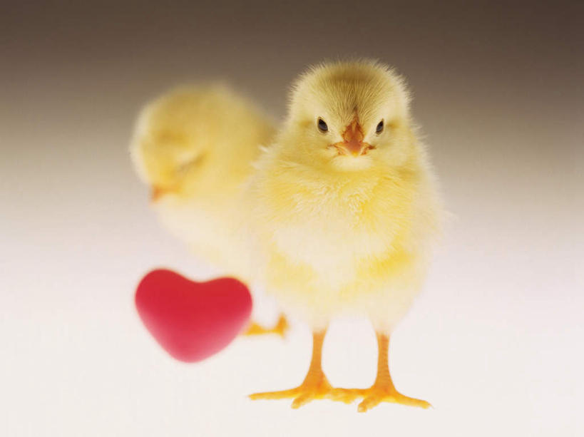 无人,站,横图,室内,特写,白天,正面,爱情,鸡,灰色背景,爱心,浪漫,注视,家禽,一个,黄色,红色,动物,观察,看,站着,两只,温暖,温馨,心形,家畜,恩爱,可爱,摄影,牲畜,活泼,影棚,单个,观看,和睦,察看,关注,雏鸡,心型,站立,彩图,全身,影棚拍摄,拍摄,融洽,小鸡