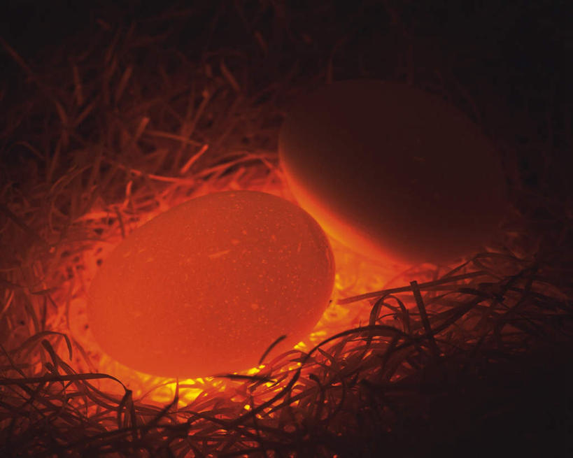 无人,横图,室内,特写,白天,正面,发光,鸟巢,鸟窝,蛋,鸡蛋,干草,两只,巢,摄影,影棚,窝,发亮,草鸡蛋,卵,彩图,影棚拍摄,拍摄