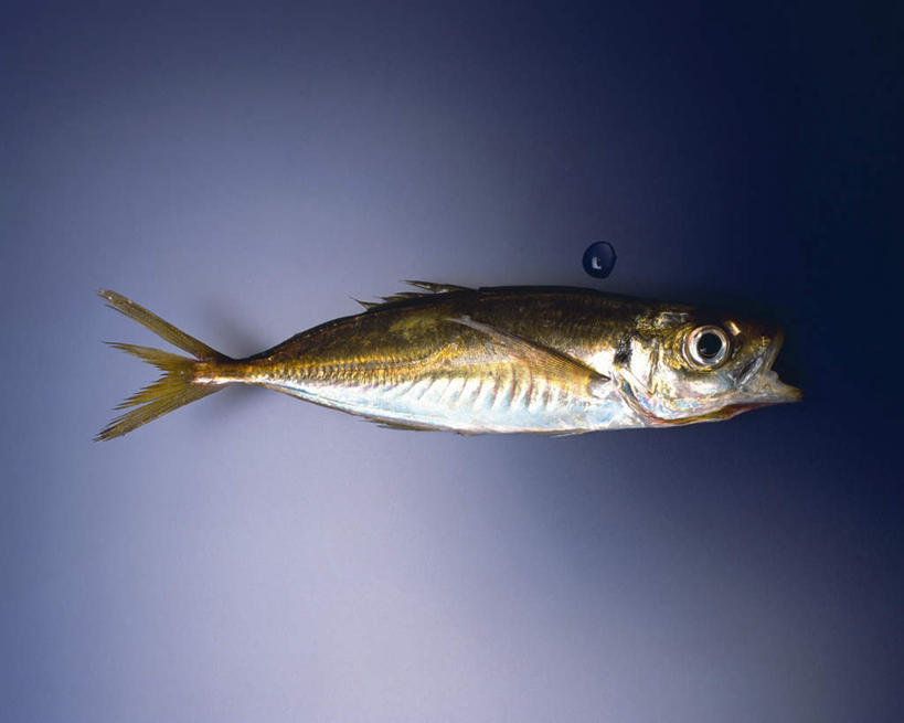 无人,横图,俯视,室内,特写,白天,水,一条,阴影,灰色背景,光线,鱼,液体,影子,水滴,鱼类,海洋生物,阳光,摄影,影棚,巴浪,竹荚鱼,水生动物,水生物,海底动物,刺公,山鲐鱼,彩图,高角度拍摄,全身,影棚拍摄,拍摄