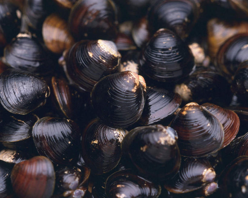 无人,横图,俯视,室内,特写,白天,静物,贝壳,一堆,许多,阴影,堆叠,堆积,光线,影子,水产,黑色,阳光,摄影,影棚,河蚌,堆,水生动物,蚌,水生物,水蚌,贝类外壳,软体动物外壳,彩图,高角度拍摄,影棚拍摄,拍摄