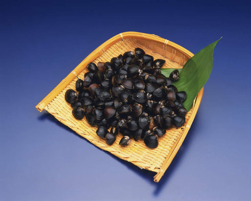 海鲜,无人,横图,俯视,室内,特写,白天,桌面,贝壳,叶子,一堆,许多,堆叠,堆积,蓝色背景,绿叶,水产,海洋生物,一个,嫩叶,摄影,藤编,影棚,单个,堆,水生动物,海产品,水生物,海底动物,叶,叶片,贝类外壳,海螺壳,软体动物外壳,彩图,高角度拍摄,影棚拍摄,拍摄