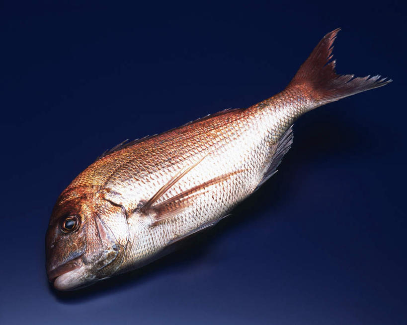 海鲜,无人,横图,俯视,室内,特写,白天,桌面,一条,阴影,蓝色背景,反射,鱼,影子,水产,鱼类,海洋生物,摄影,影棚,水生动物,海产品,水生物,海底动物,白方头鱼,方头鱼,甘鲷,红马头,马头鱼,银方头鱼,彩图,高角度拍摄,全身,影棚拍摄,拍摄