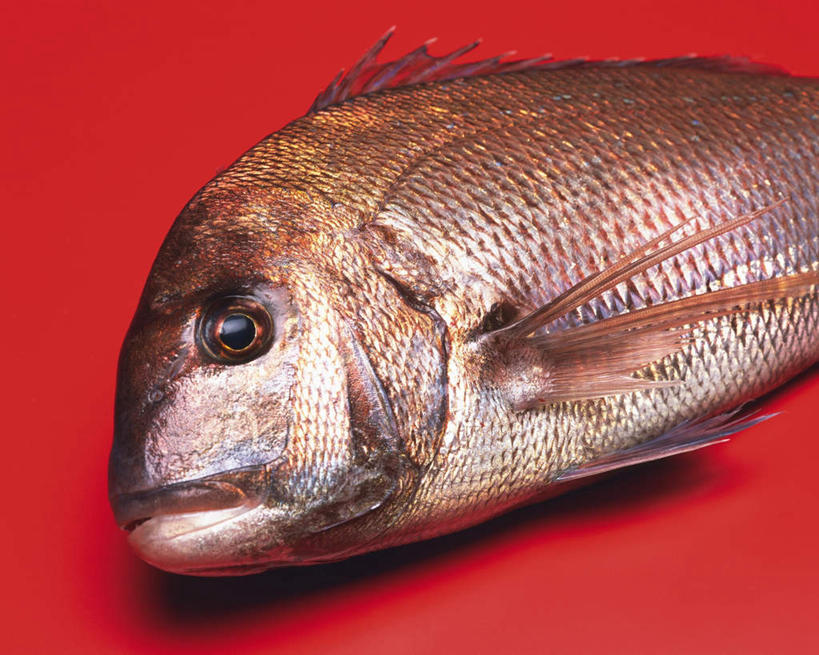 海鲜,无人,横图,俯视,室内,特写,白天,桌面,一条,阴影,红色背景,反射,影子,水产,海洋生物,摄影,影棚,水生动物,海产品,水生物,海底动物,白方头鱼,方头鱼,甘鲷,红马头,马头鱼,银方头鱼,半身,彩图,高角度拍摄,影棚拍摄,拍摄