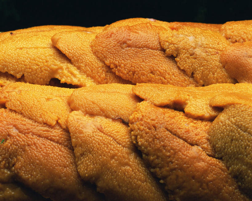 海鲜,无人,横图,俯视,室内,特写,白天,桌面,海胆,一排,许多,黑色背景,整齐,水产,海洋生物,排列,黄色,摄影,影棚,队列,水生动物,海产品,水生物,海底动物,彩图,高角度拍摄,影棚拍摄,拍摄