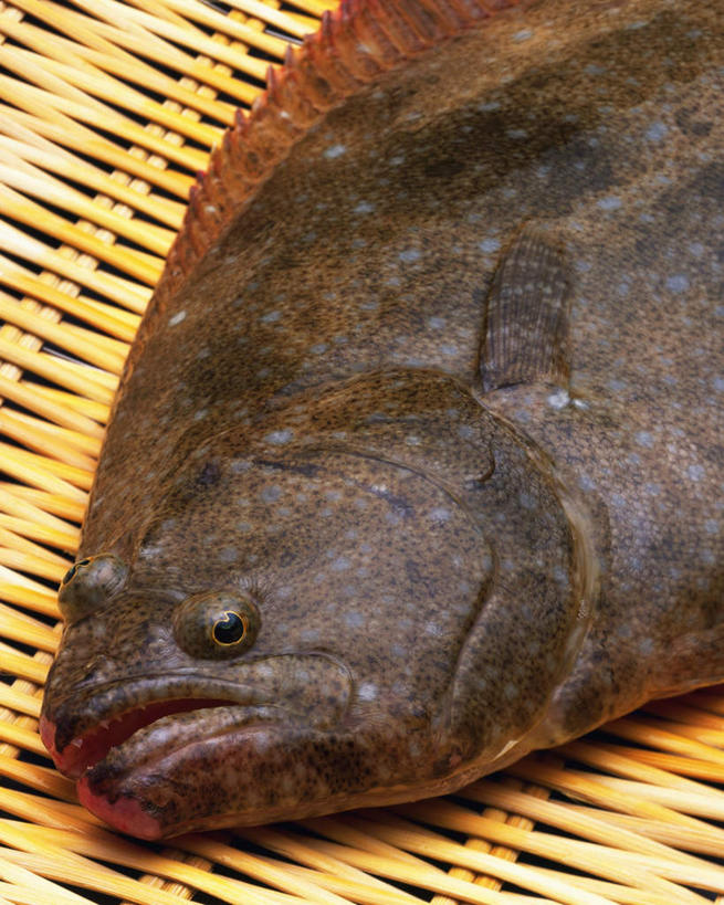 海鲜,无人,竖图,俯视,室内,特写,白天,桌面,比目鱼,一条,阴影,反射,鱼,影子,水产,海洋生物,一个,黑色,容器,摄影,藤编,影棚,单个,水生动物,海产品,水生物,海底动物,鲽鱼,半身,彩图,高角度拍摄,影棚拍摄,拍摄
