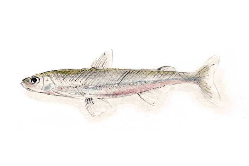 海鲜,无人,横图,插画,室内,白天,白色背景,侧面,数码,科技,一条,阴影,网络,鱼,高光,几何,计算机图形,合成,图画,注视,水产,鱼类,海洋生物,画,观察,看,观看,电脑合成图,数码合成图,察看,关注,水生动物,海产品,水生物,漫画,海底动物,写实,具体,具象,胡瓜鱼,多春鱼,毛鳞鱼,柳叶鱼,池沼公鱼,桦太柳叶鱼,彩图,全身