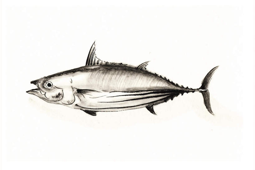 海鲜,无人,横图,插画,室内,白天,白色背景,侧面,数码,科技,一条,阴影,网络,鱼,鲣鱼,高光,几何,计算机图形,合成,图画,水产,鱼类,海洋生物,画,电脑合成图,数码合成图,水生动物,海产品,水生物,漫画,海底动物,写实,具体,具象,小金枪鱼,炸弹鱼,彩图,全身