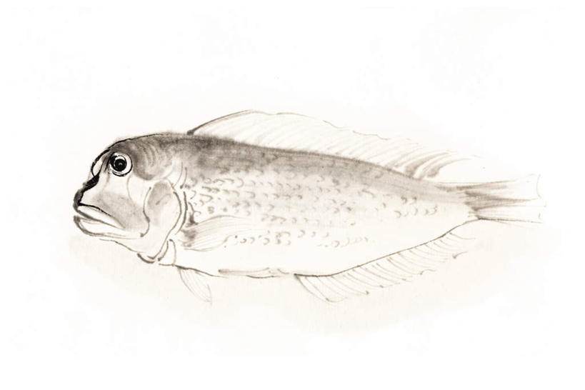 海鲜,无人,横图,插画,室内,白天,白色背景,侧面,数码,科技,一条,阴影,网络,高光,几何,计算机图形,合成,图画,注视,水产,海洋生物,画,观察,看,观看,电脑合成图,数码合成图,察看,关注,水生动物,海产品,水生物,漫画,海底动物,写实,具体,具象,白方头鱼,方头鱼,甘鲷,红马头,马头鱼,银方头鱼,彩图,全身